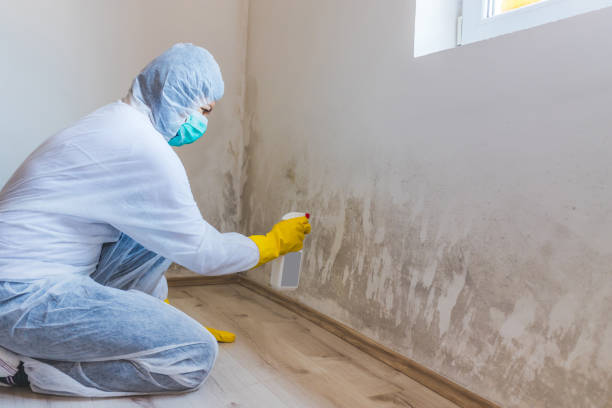 Licensed Mold Testing service in Boulder, CO - WQB Mold Removal